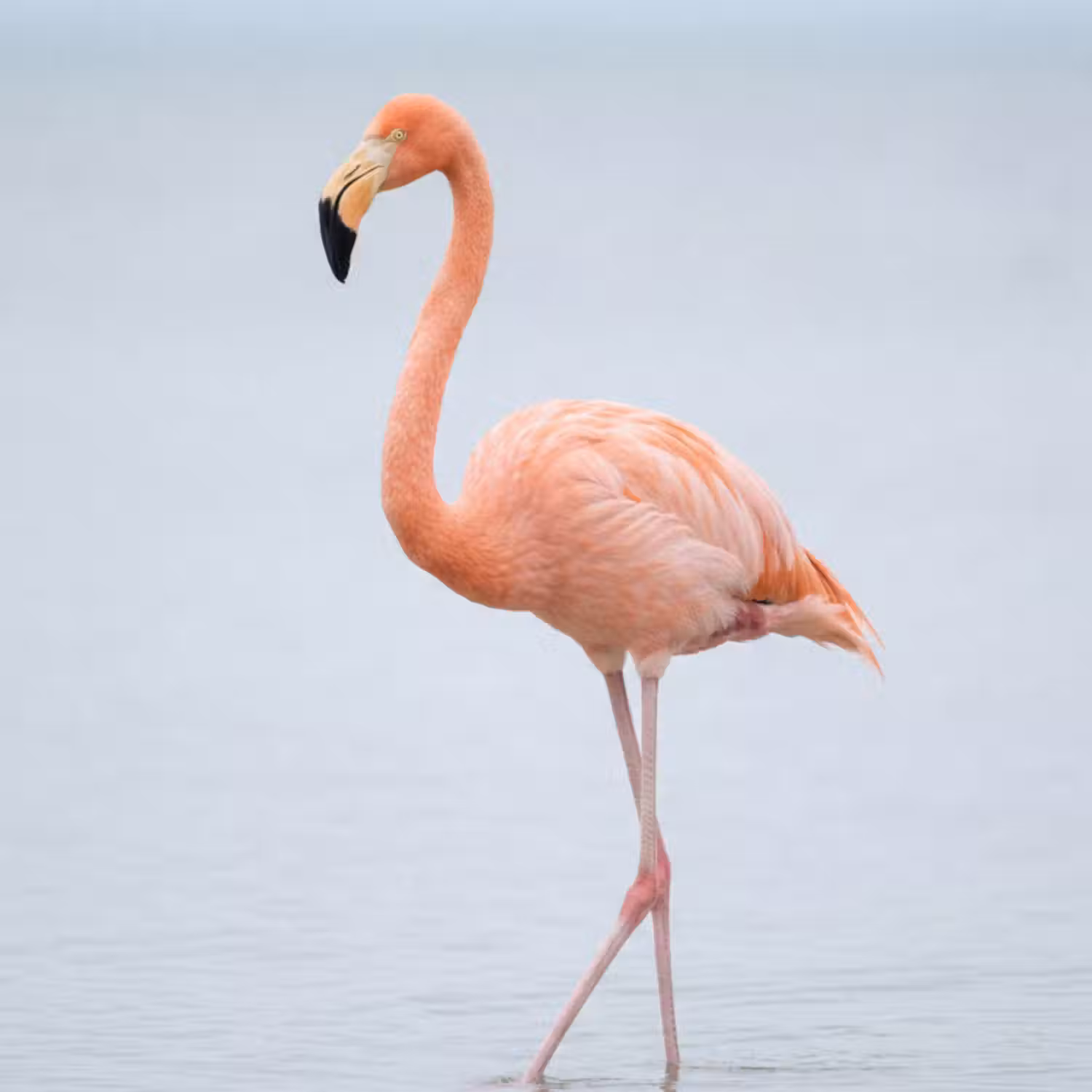 Tapete - Flamingo - Meer - Rosa
