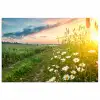 Bloemen - Madelief - Natuur - Zon - Horizon poster papier klein -3d