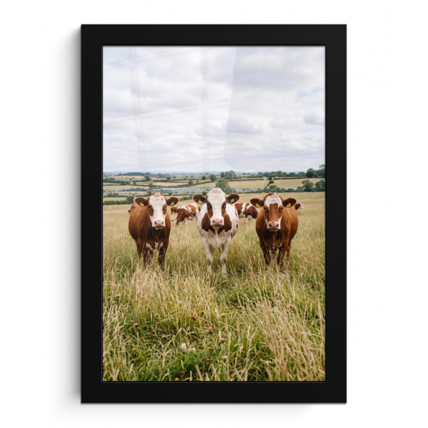 Koeien - Portret - Weide - Boerderij - Nieuwsgierig fotolijst zwart zonder passe partout klein -3d