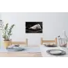 Paarden - Zwart - Wit - Kudde Muursticker klein -eettafel