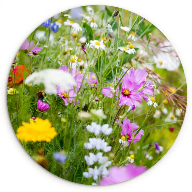 Bloemen - Natuur - Groen - Gras - Paars - Wit Wandcirkel kunststof plaat 5mm dik klein -3d