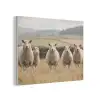 Schapen - Weidenlandschap - Heuvels PET vilt klein -3d