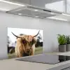 Schotse Hooglander -  Koe - Gras - Dieren - Natuur keuken achterwand spatscherm klein -3d_schuin