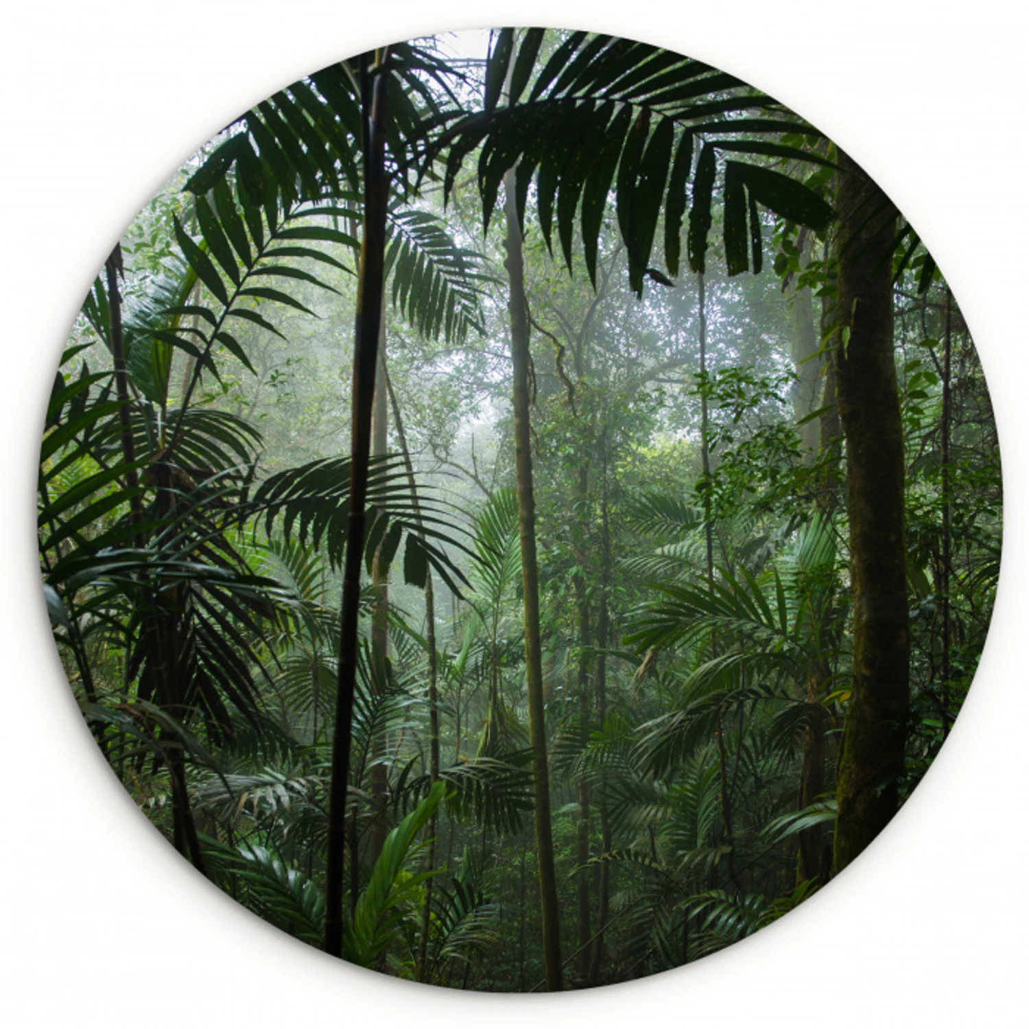 Regenwoud - Tropisch - Jungle - Bomen - Planten Wandcirkel kunststof plaat 5mm dik klein -3d