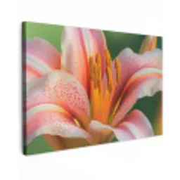 Lelie - Close up - Lichtroze Tuinposter op houten frame 2 cm dik klein -3d