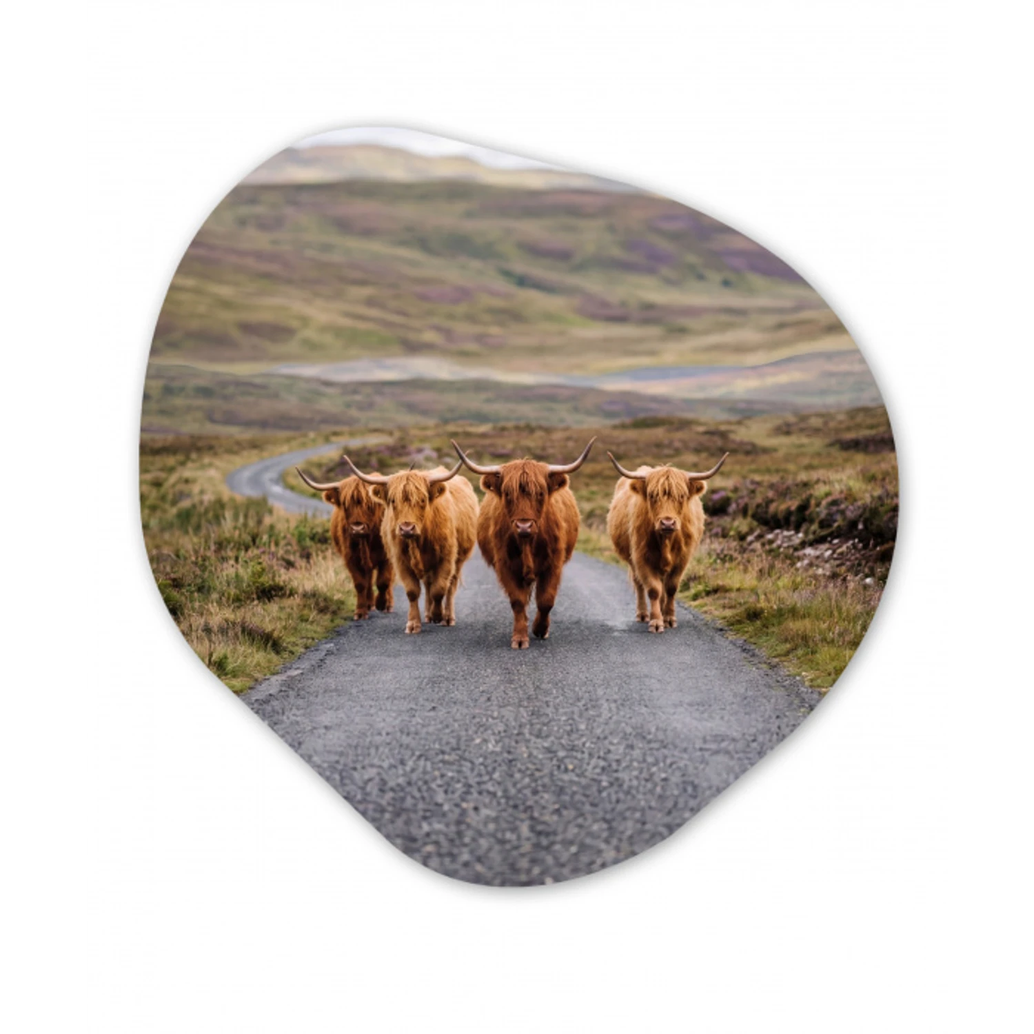 Schotse Hooglanders - Weg - Landschap - Kudde Wandcirkel Organisch Forex 3mm klein -3d