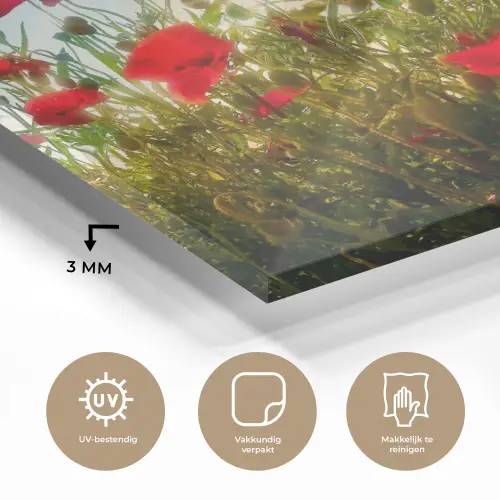 Klaprozen - Toscane - Zon - Rood - Blauw plexiglas 5mm klein -sfeer2