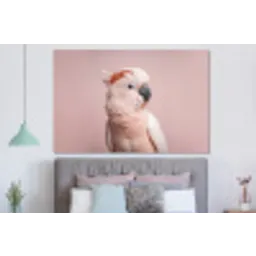 Kaketoe - Portret - Roze forex 5mm xxl -slaapkamer