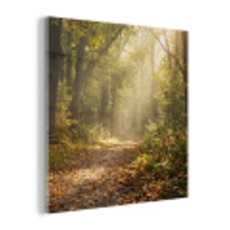 Zonlicht - Bospad - Bomen plexiglas 5mm klein -z3d