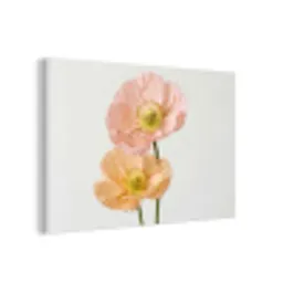 Papavers - Botanisch - Roze forex 5mm xxl -3d