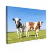Koeien - Boerderij - Gras- Natuur - Dieren canvas 2cm klein -z3d