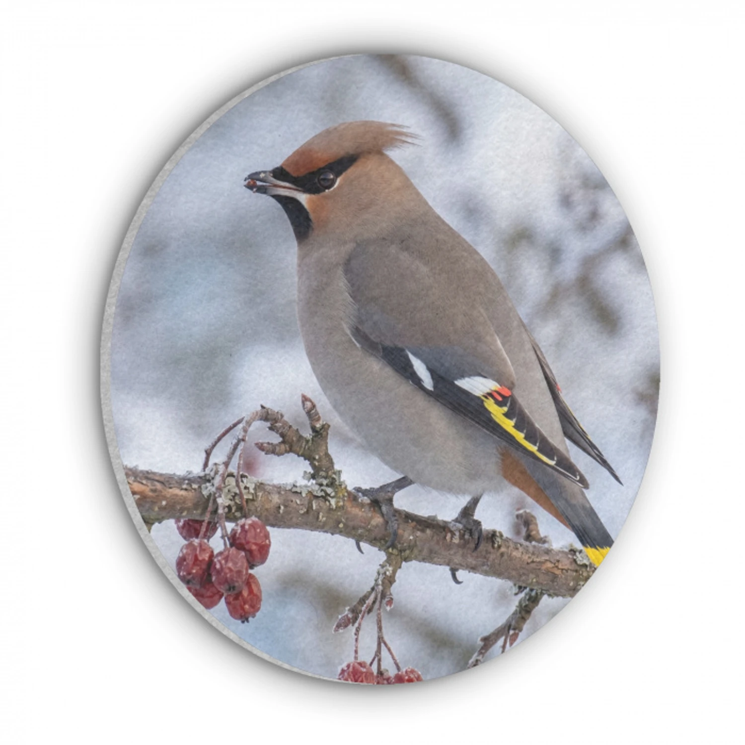 Pestvogel - Bessen - Winter - Natuur Akoestische PET Vilt - Rond klein -3d