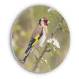 Putter - Bloesem - Lente - Natuur - Kleurrijk Akoestische PET Vilt - Rond klein -3d