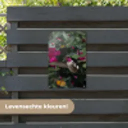 Kolibrie - Vogel - Roze tuinposter los doek klein -sfeer3