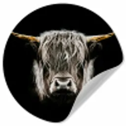 Schotse hooglander - Goud - Hoorns - Zwart wit - Koe - Dieren Wandcirkel behangsticker klein -3d