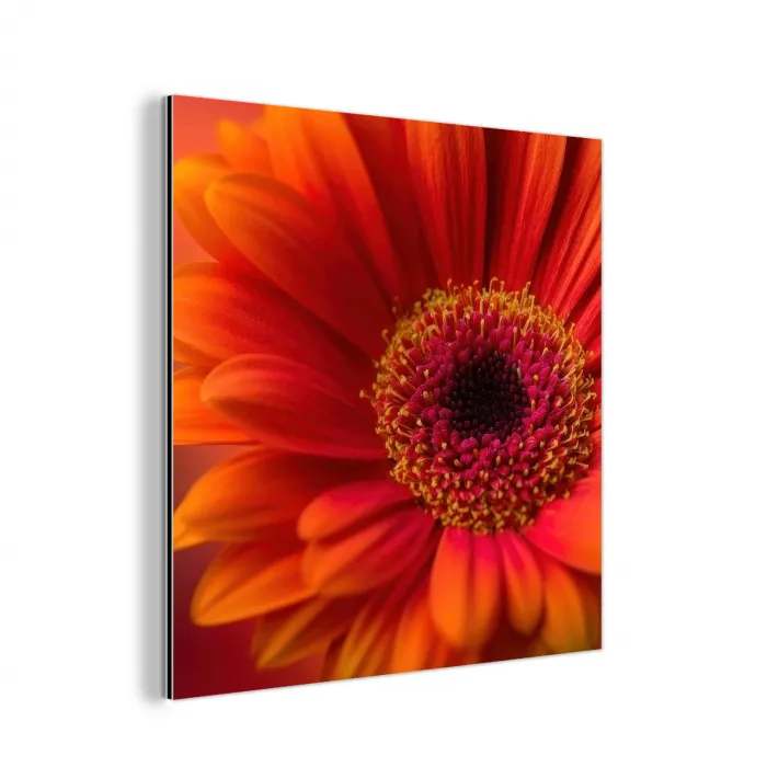 Oranje - Gerbera - Intens aluminium wit klein -3d