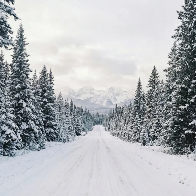 Behang - Weg - Sneeuw - Naaldbos - Winter - Avontuurlijk