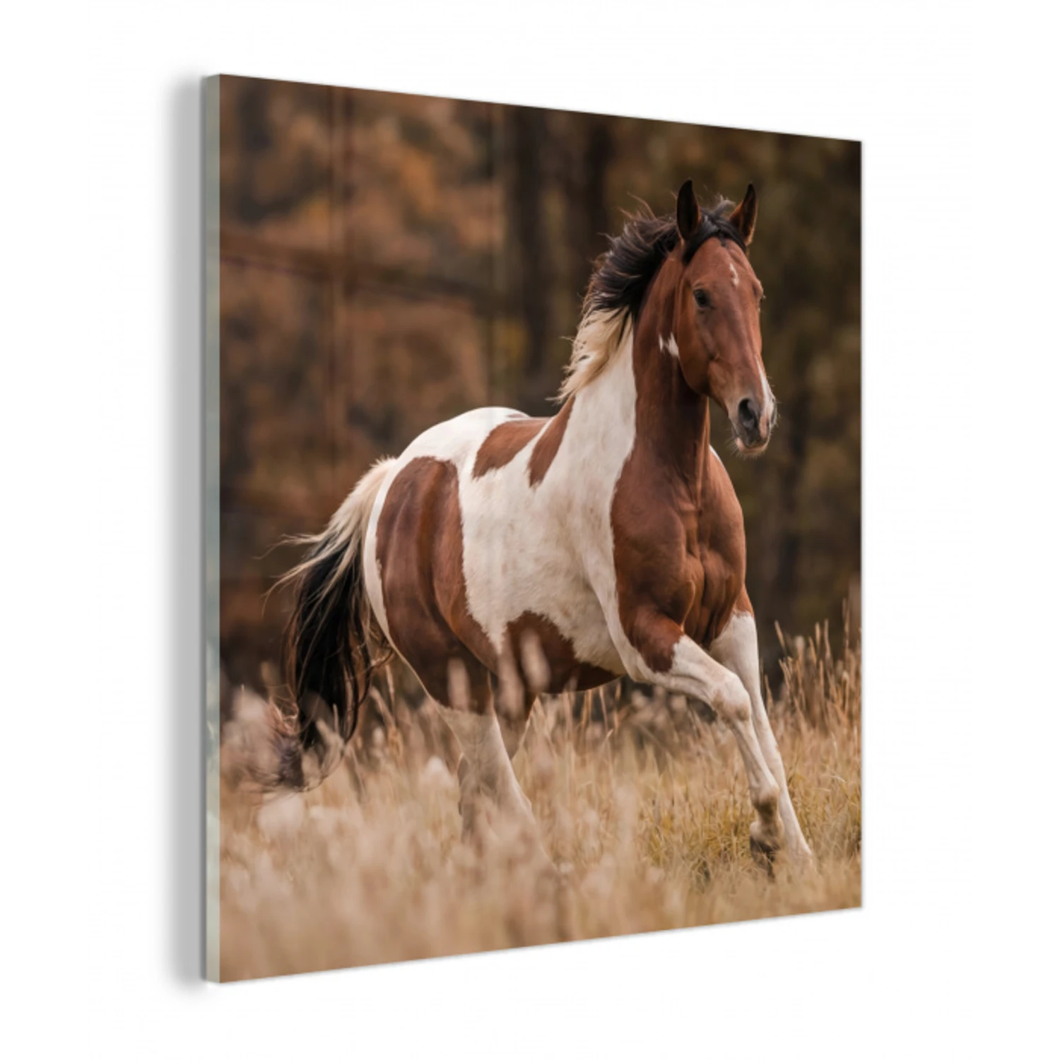 Paard - Bruin - Gras plexiglas 5mm klein -z3d