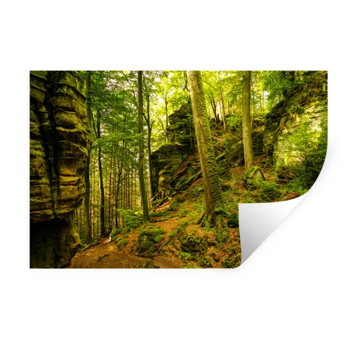 Bomen - Steen - Bos - Natuur Muursticker klein -3d