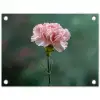Anjer - Roze - Bloemblaadjes tuinposter los doek klein -3d