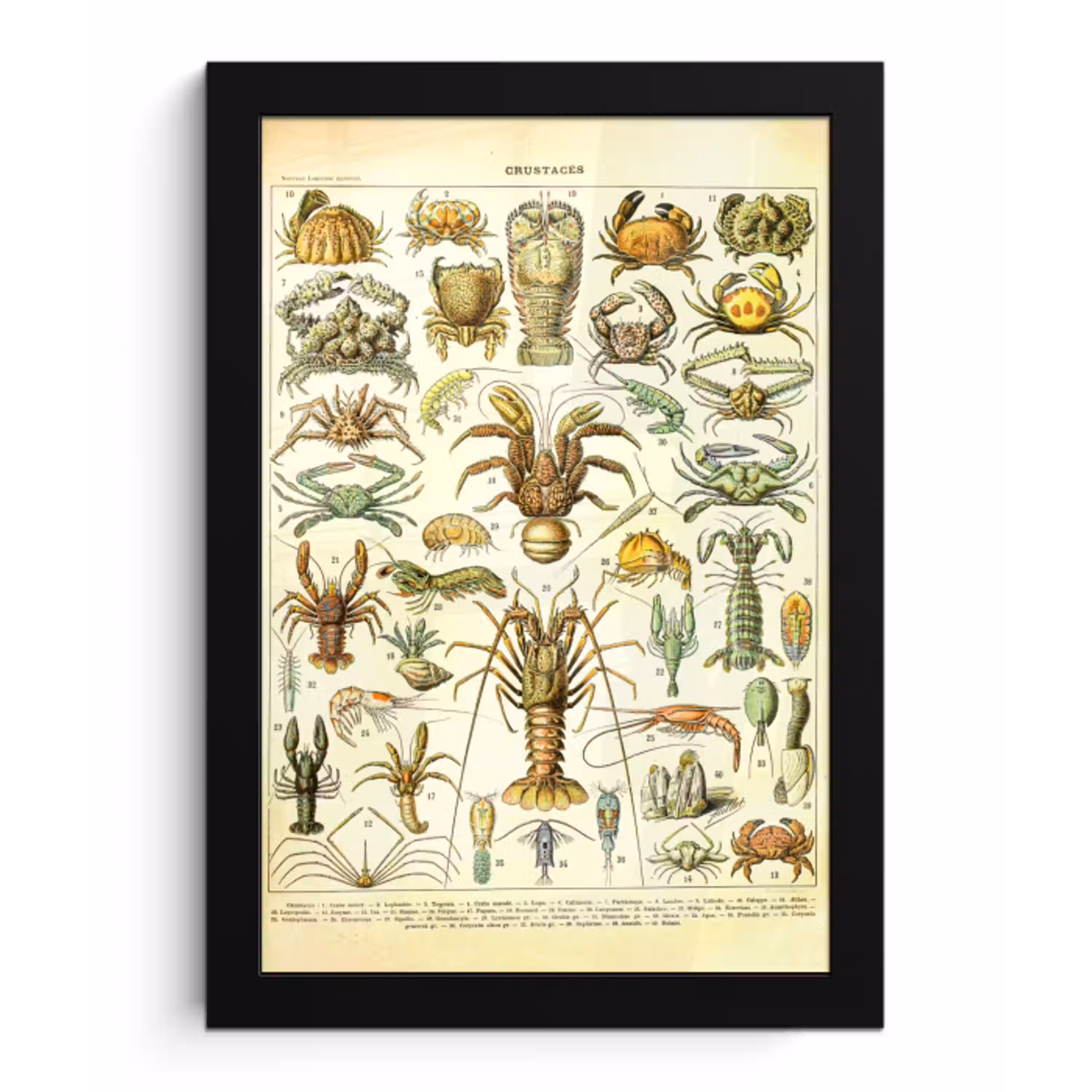 Kreeft - Dieren - Zeedieren - Vintage - Adolphe Millot fotolijst zwart zonder passe partout klein -3d
