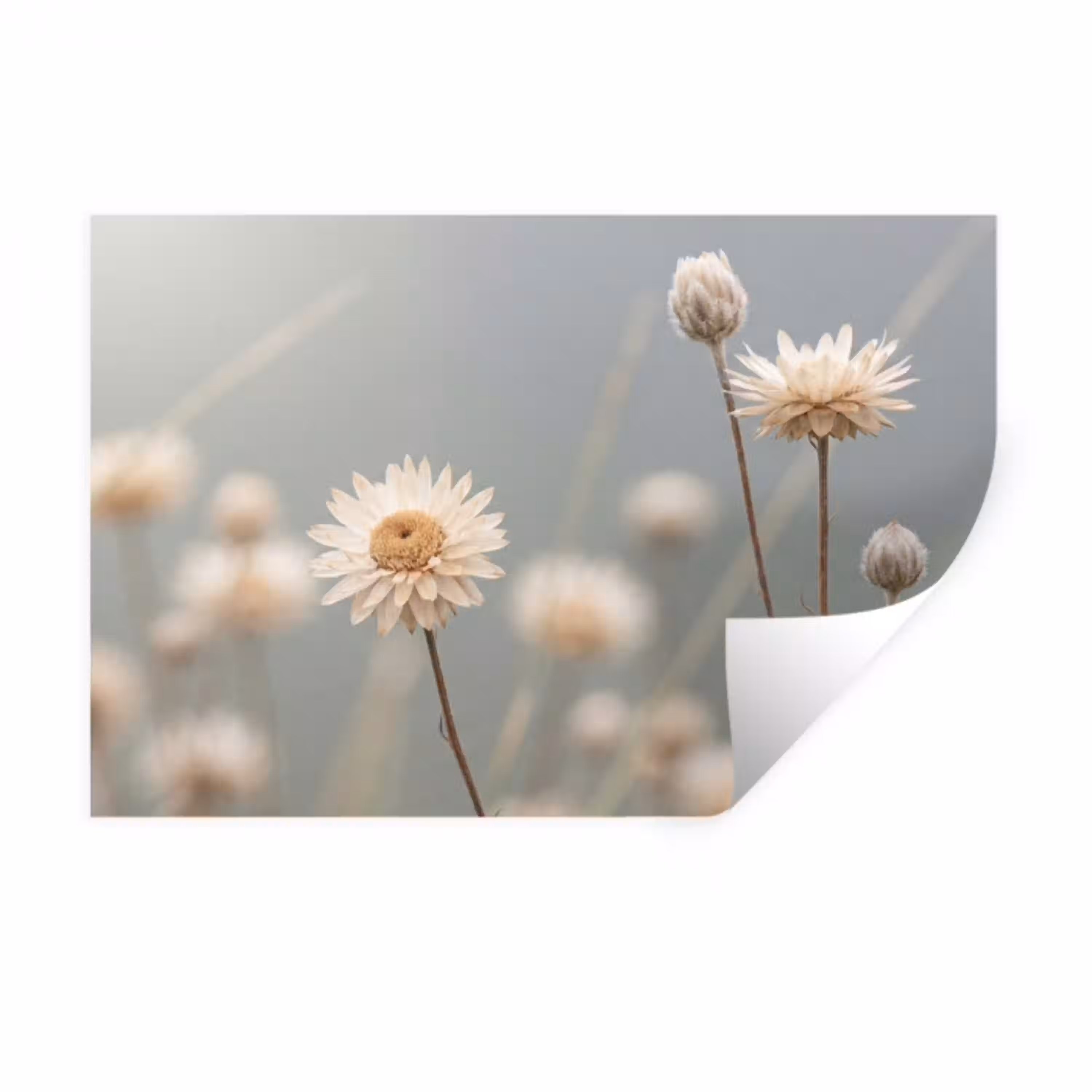 Strobloemen - Wit - Daglicht Muursticker klein -3d