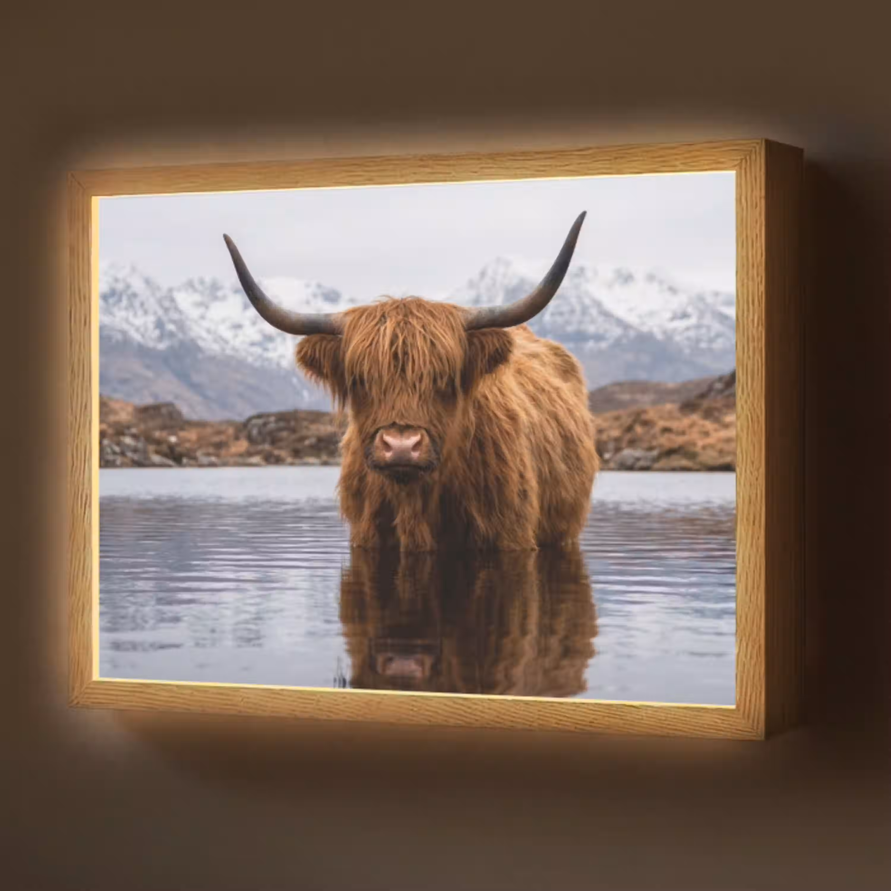 Schotse hooglander - Bruin - Water Light Box met batterij (Wandlamp) middel -z3d_website