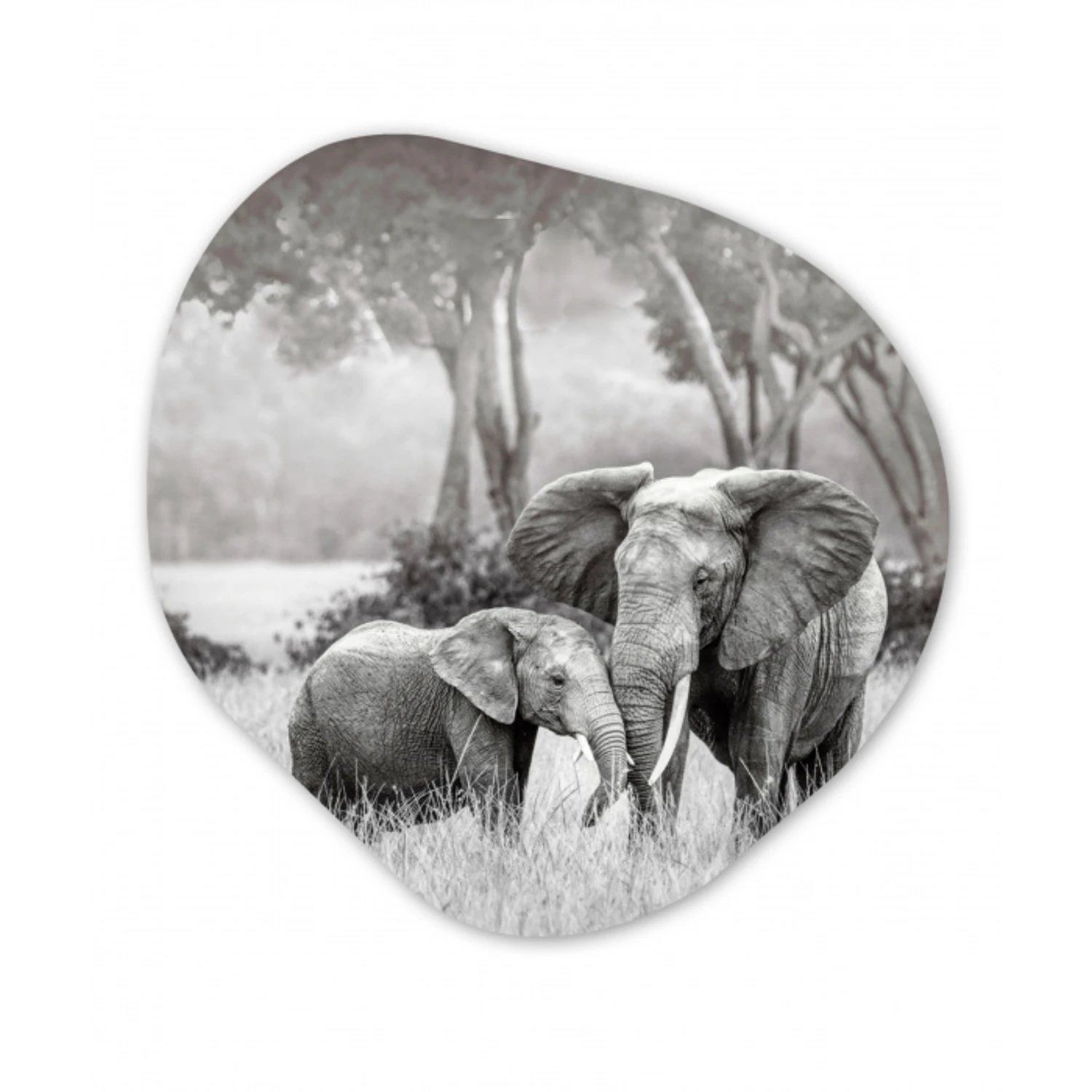Olifant - Dieren - Natuur - Zwart wit Wandcirkel Organisch Forex 3mm klein -3d