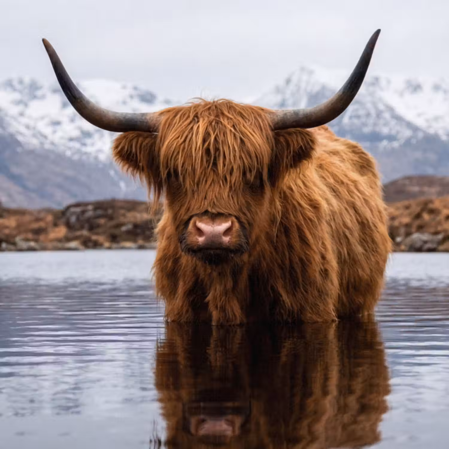 Behang - Schotse hooglander - Bruin - Water