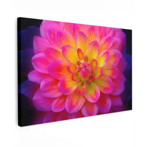 Roze - Dahlia - Kleurrijk canvas 2cm klein -z3d