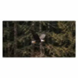 Zeearend - Vliegen - Bos - Natuur Muismat XXL klein -3d_leeg
