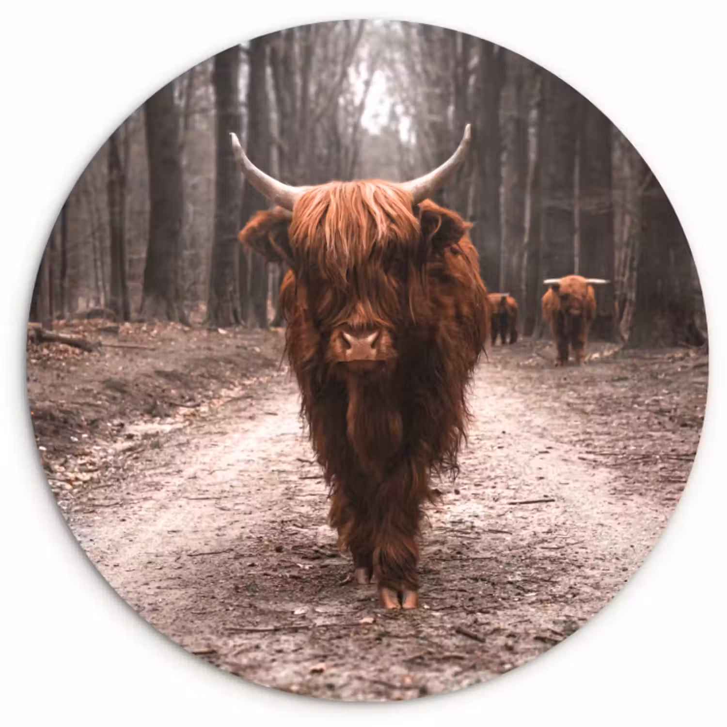 Muurcirkel - Schotse hooglander - Bos - Koe - Dieren - Natuur