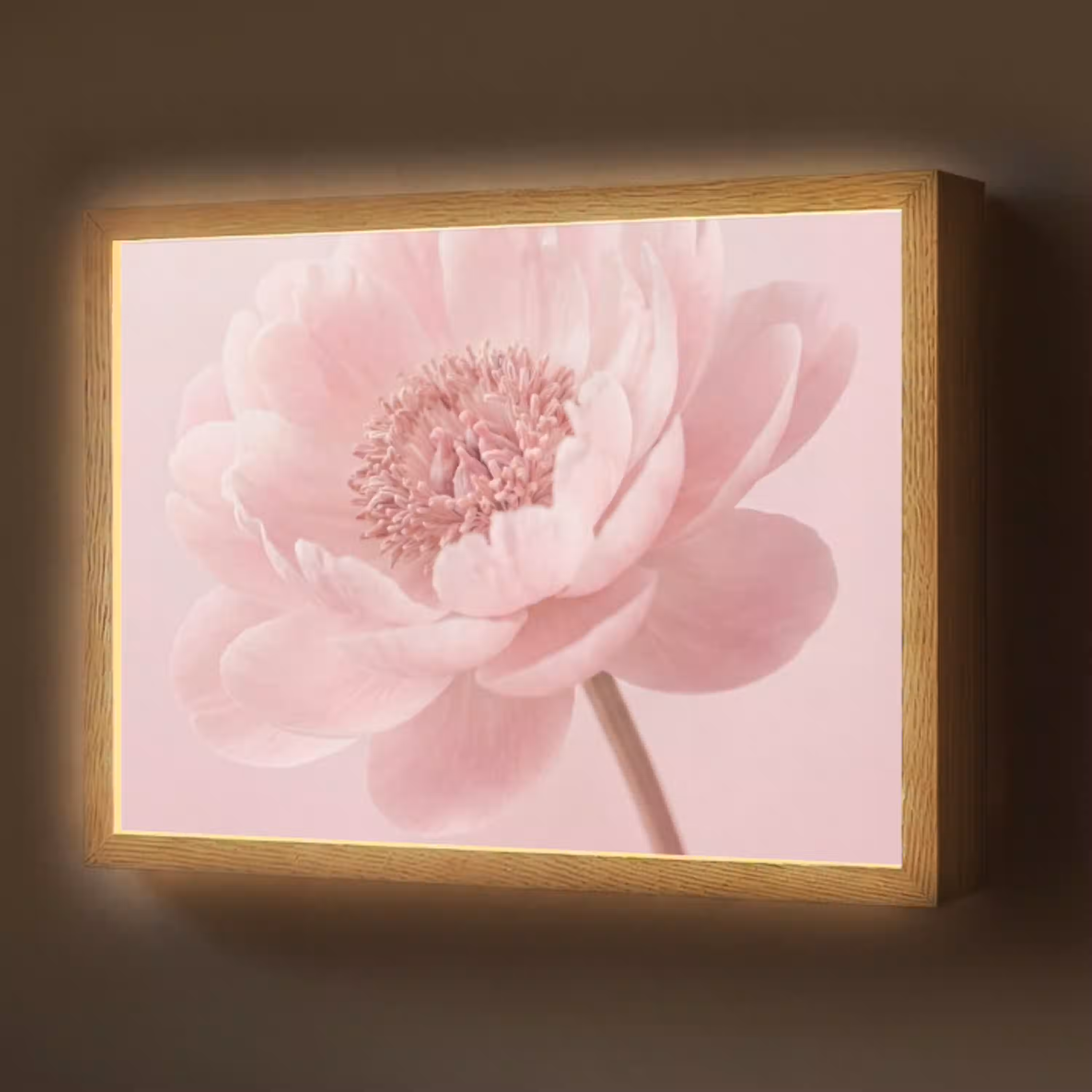 Bloem - Pioenroos - Roze Light Box met batterij (Wandlamp) middel -z3d_website