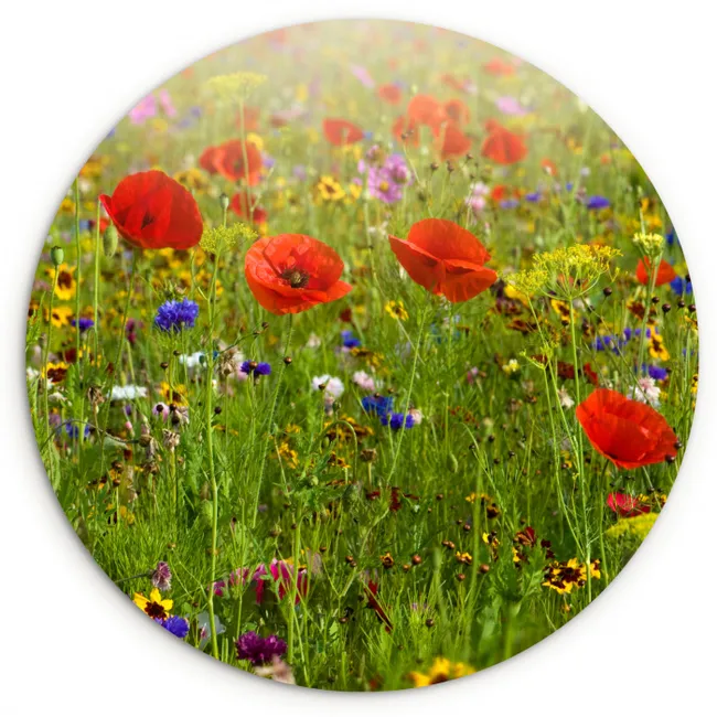 Lente - Bloemen - Rood - Klaproos - Gras - Groen Wandcirkel kunststof plaat 5mm dik klein -3d