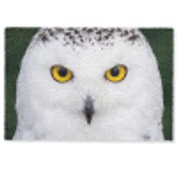 Sneeuwuil - Portret - Geel Deurmat klein -zkaufland3d
