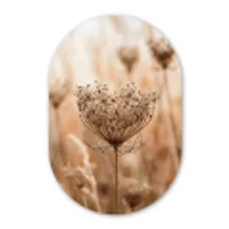 Schermbloem - Droogbloem - Winter - Beige - Minimalistisch Wandcirkel Ovaal Forex klein -3d