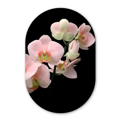 Orchidee - Bloemen - Roze - Stilleven - Flora Wandcirkel Ovaal Forex klein -3d