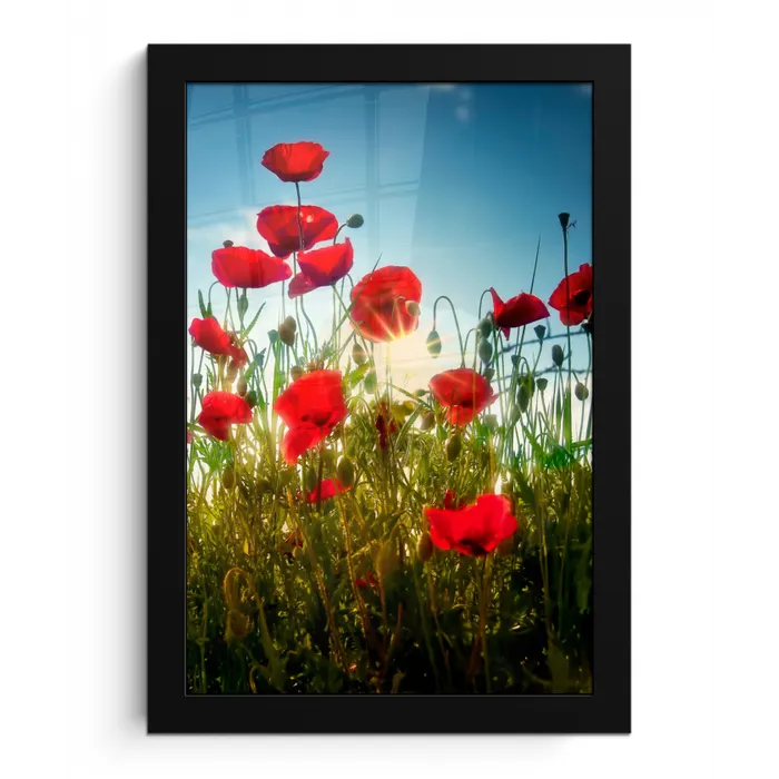 Klaprozen - Toscane - Zon - Rood - Blauw fotolijst zwart zonder passe partout klein -3d