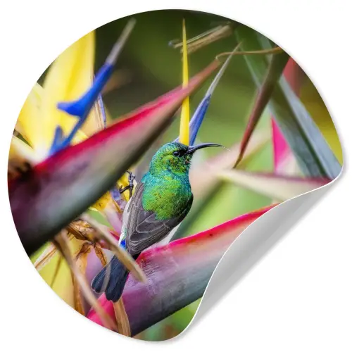 Kleurrijke vogel tussen allemaal kleurrijke platen Wandcirkel behangsticker klein -3d