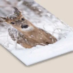 Hert - Sneeuw - Bos - Dieren - Vertederend fotolijst zwart zonder passe partout klein -zsfeer6