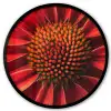 Close up - Bloem- Rood Fotolijst rond zonder passe partout klein -3d