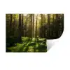 Bomen - Bos - Mos - Planten - Zon Muursticker klein -3d