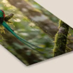 Quetzal - Jungle - Natuur - Groen fotolijst zwart zonder passe partout klein -zsfeer6