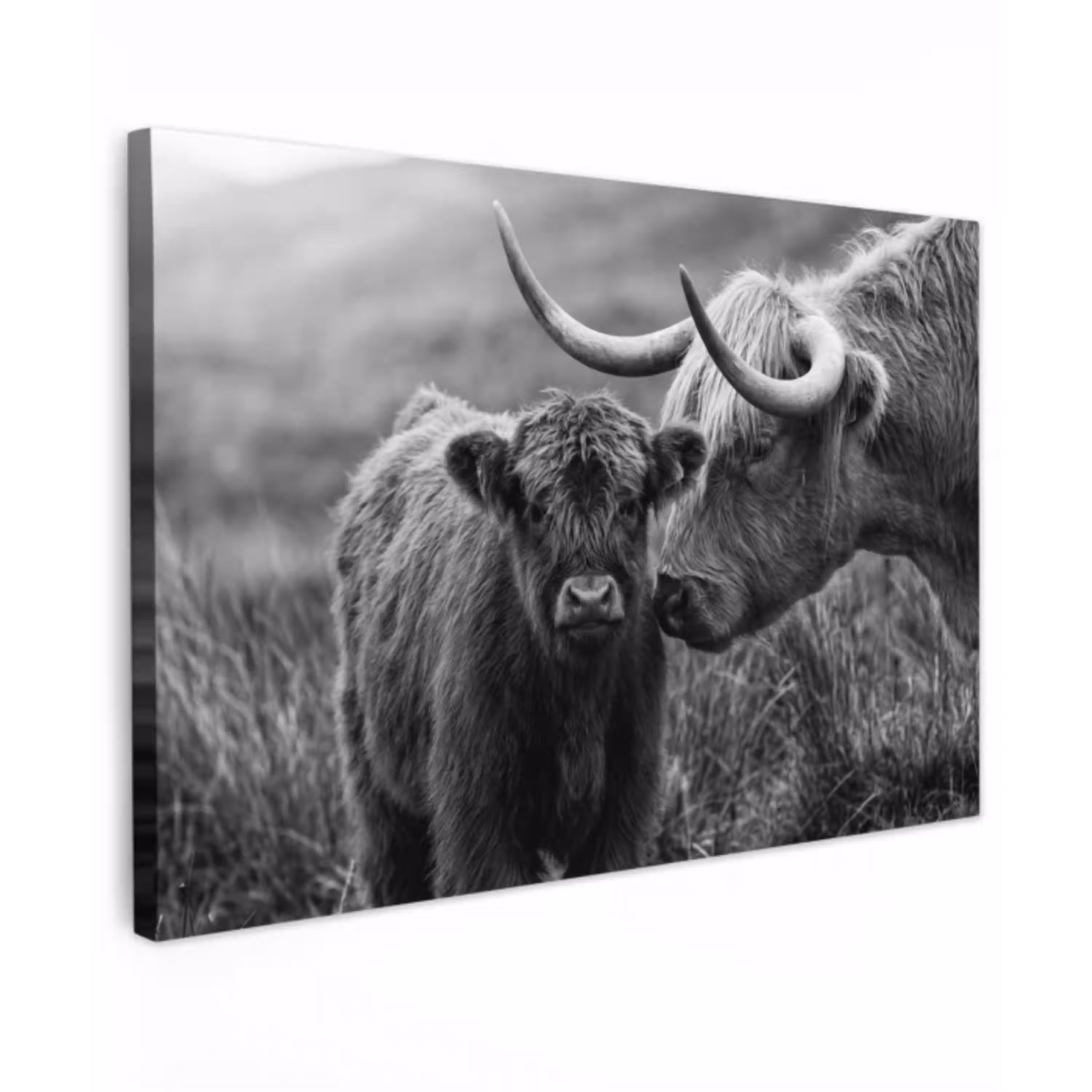 Schotse hooglander - Kalf - Zwart - Wit canvas 2cm klein -z3d