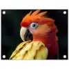 Close-up - Papegaai - Veren - Oranje tuinposter los doek klein -3d