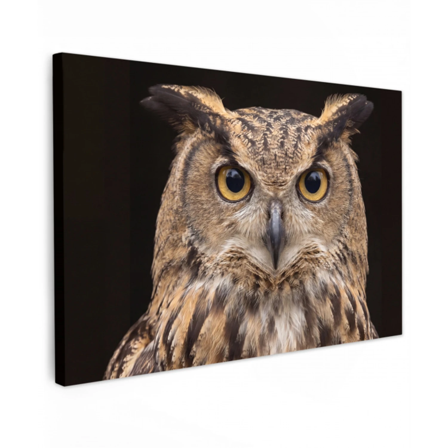Oehoe - Uil - Portret - Bruin canvas 2cm klein -z3d