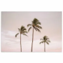 Palmbomen - Zonsondergang - Roze poster papier klein -3d