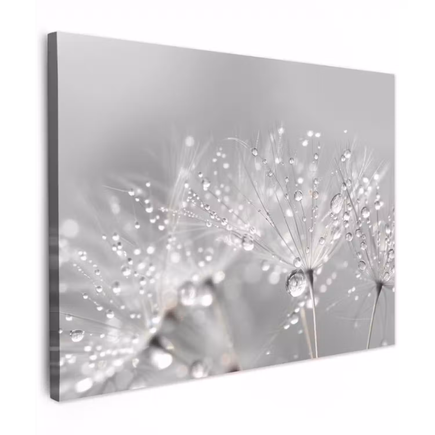 Canvas schilderij - Paardenbloem - Waterdruppels - Stilleven - Modern