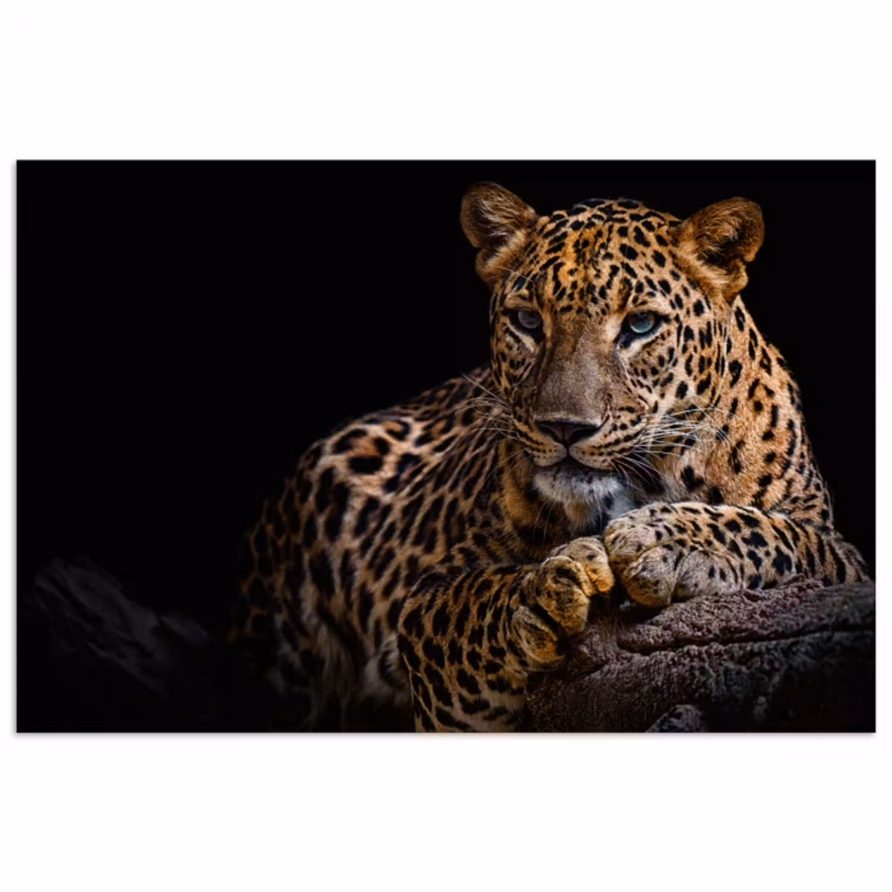 Wilde dieren - Panter - Portret - Zwart - Dieren poster papier klein -3d