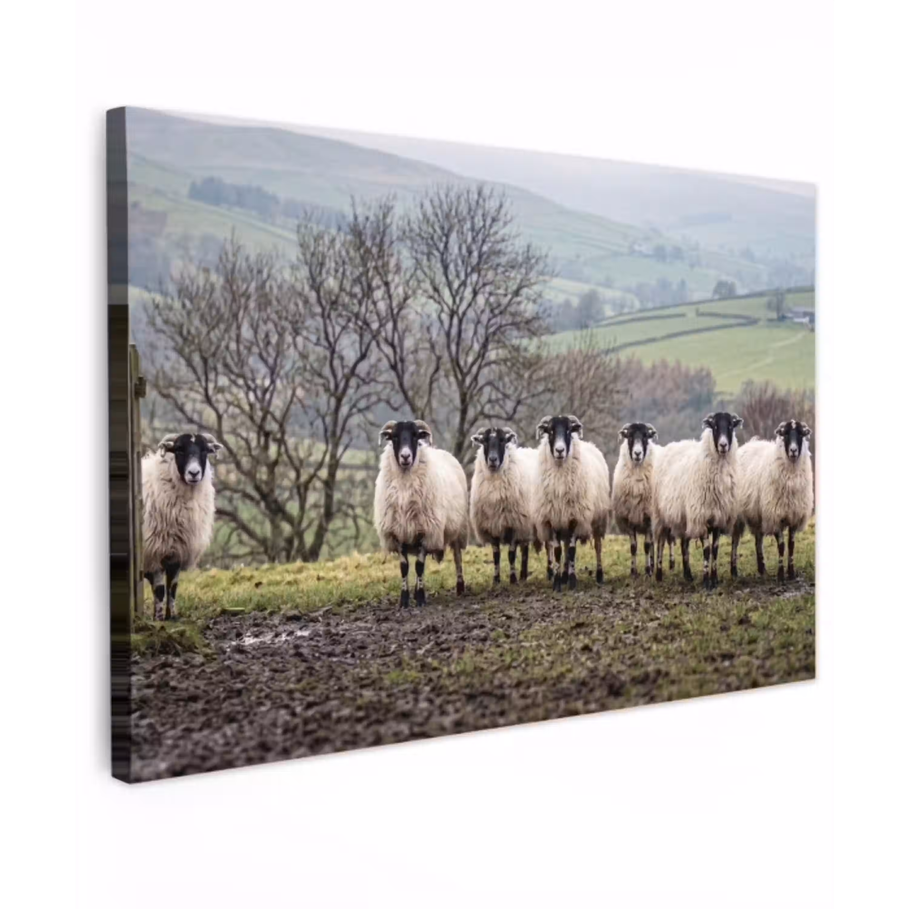 Schapen - Rij - Weide - Dieren - Platteland Tuinposter op houten frame 2 cm dik klein -3d